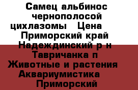 Самец альбинос чернополосой цихлазомы › Цена ­ 0 - Приморский край, Надеждинский р-н, Тавричанка п. Животные и растения » Аквариумистика   . Приморский край